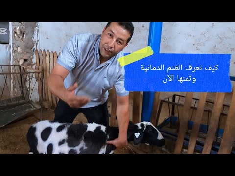 مع دكر الثمن مجموعة من نعاج الدمان معروض للبيع من طرف رئيس جمعية مربي سلالة الدمان