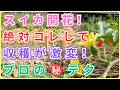 【 99%の家庭菜園が知らない 】スイカの花が咲いたら今すぐやるべき5つの絶対ルール!!今すぐ確認しないと今年の収穫が台無しになります!
