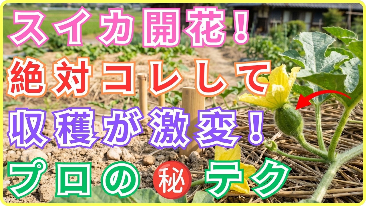 【 99%の家庭菜園が知らない 】スイカの花が咲いたら今すぐやるべき5つの絶対ルール!!今すぐ確認しないと今年の収穫が台無しになります!