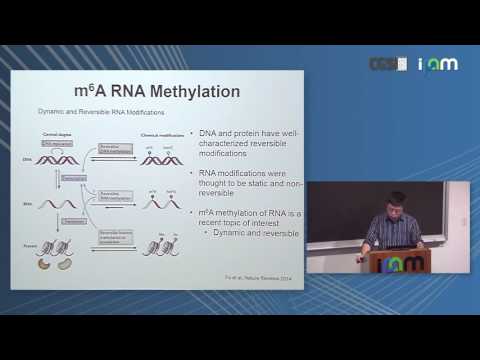 Vídeo: O Nascimento Do Epitranscriptoma: Decifrando A Função Das Modificações Do RNA