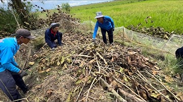 Dỡ Chà Chuột Mùa Nước Nổi ( Mùa Lũ ) Ở Miền Tây | hunting | - TT2217