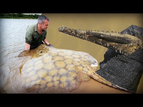 I ALMOST GOT STUNNED BY A RAY Cyril Chauquet