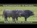 Pablorromeros En Madrid, Embarque Bajo La Lluvia