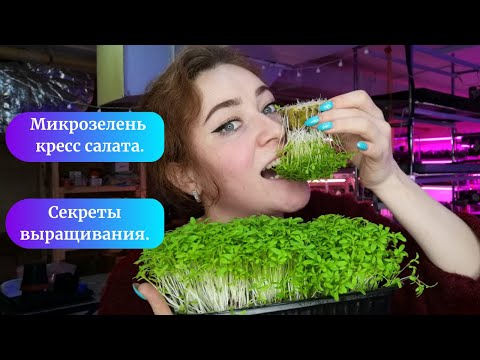 #микрозелень Кресс салата.