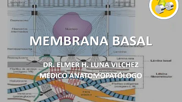 O que é membrana basal e qual sua importância?