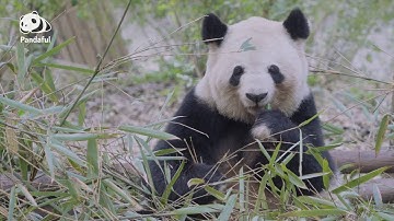 Do pandas live longer in captivity than in wild? | Pandaful Q&A
