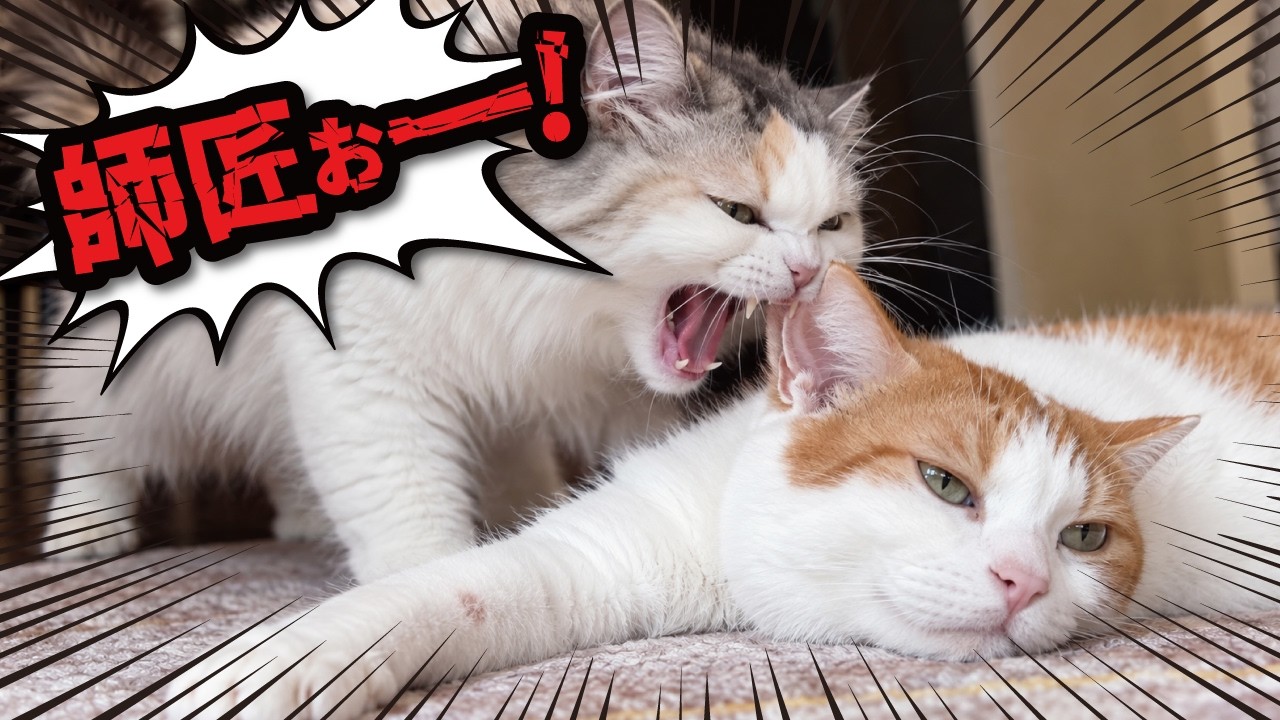 Investigation] Do cats actually remember their own names? - YouTube