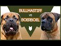 BULLMASTIFF VS BOERBOEL