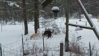 Dogs are enjoying the snow this morning.