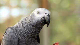 HOW to MAKE a PARROT SPEAK CORRECTLY screenshot 5