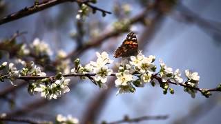 Butterflies: Natures Miracles (DVD/Blue-Ray Movie) Part 2/5 V12088b