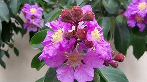 Cây thuốc nam CHỮA TIỂU ĐƯỜNG BẰNG LÁ BẰNG LĂNG./ CÔNG DỤNG CHỮA BỆNH CỦA CÂY BẰNG LĂNG