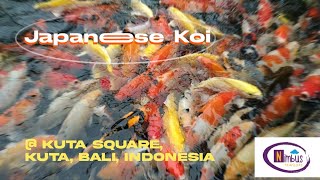 Bali Travel Vlog : Colorful and Beautiful Japanese Koi : Kuta Square- Bali, Indonesia