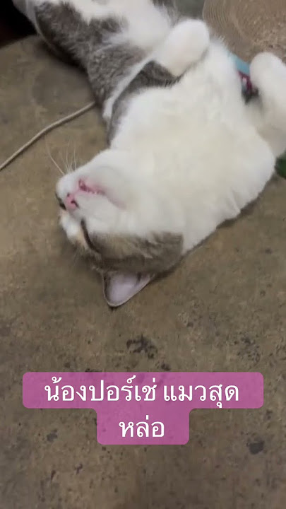 น้องปอร์ืเช่หลับสนิท #meowbarn #catsofmeowbarn #แมว #catsfacts #แมวน่ารัก #meowbarntales #cat #