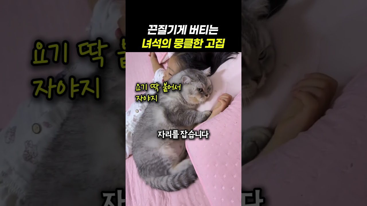 어린 딸 옆에 찰싹 붙은 냥이...한밤중에 벌어진 작은 실랑이