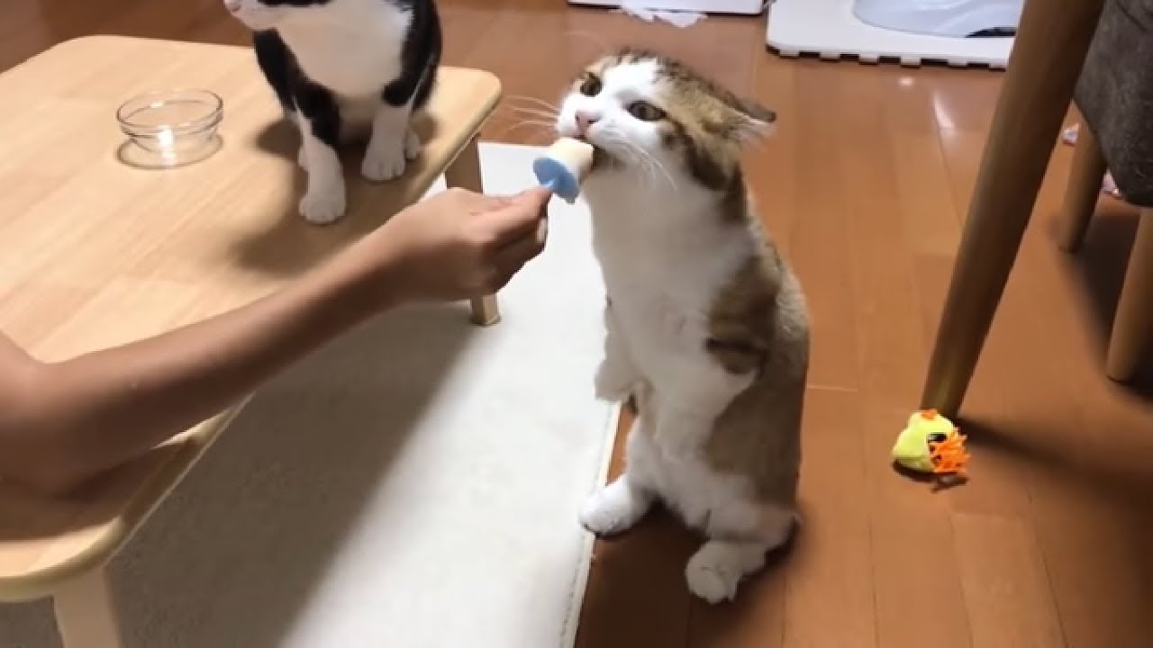 猫 を 食べる 夢