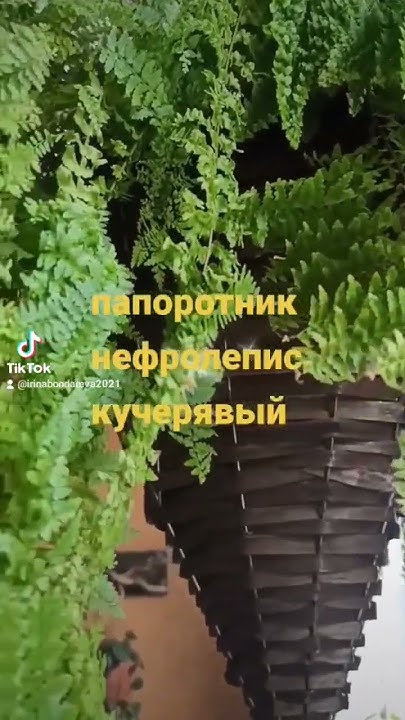 Папоротник нефролепис кучерявый. - YouTube