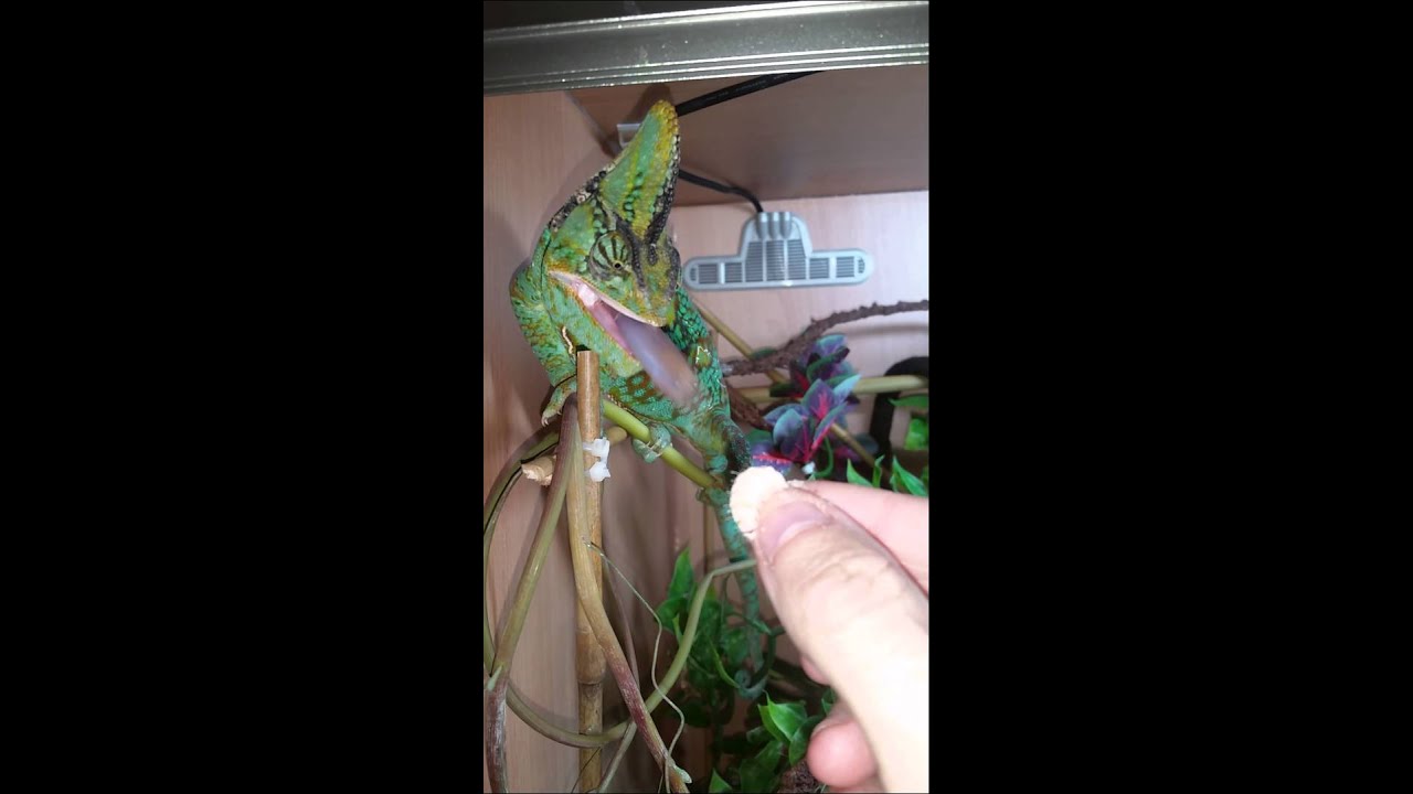 lizard skin grips Pascal, wax worm treats again