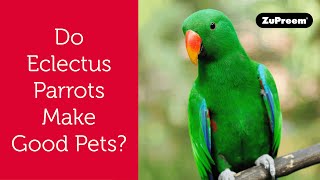 Do Eclectus Parrots Make Good Pet Birds? | Tips for Bird Owners