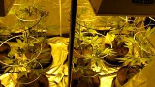 original gangsta part 4; day 1 of flower