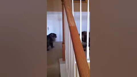 Watch the video about My 150 lb English Mastiff vs my parents' 20 lb Maine Coon