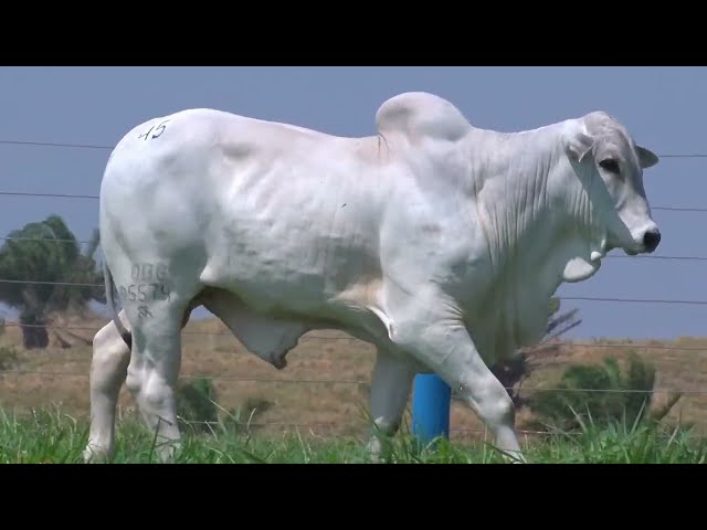 99º Leilão OB - Lote 45 - Nelore Mocho - 1 Touro PO Registrado