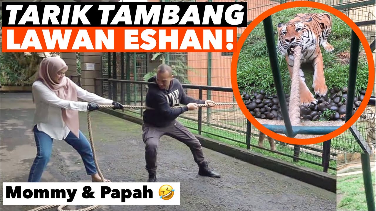 TARIK TAMBANG LAWAN HARIMAU! SIAPA YG MENANG? 😱