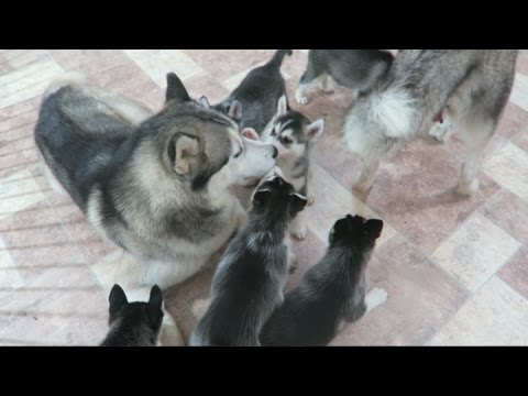 SIBERIAN HUSKY DAD PLAYING WITH HIS 9 PUPPIES FOR THE FIRST TIME | 6 WEEKS OLD!