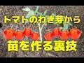 【トマト】脇芽から挿し木で苗を作る方法【家庭菜園向けのコツ】