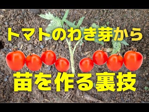 トマトの脇芽から挿し木で苗を作る方法 家庭菜園向けのコツ Youtube