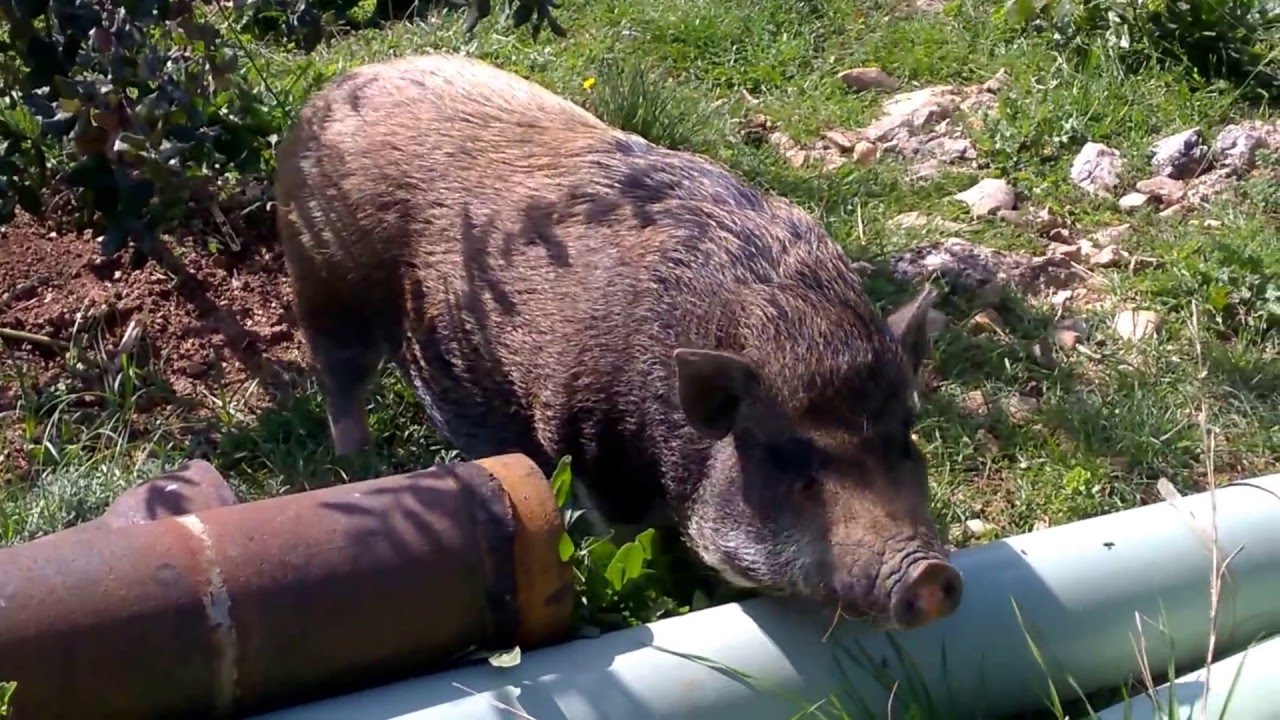 Hybrid War Pig found Ancient Russian Missile Weapon ( Alien Technology )