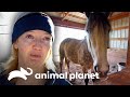 Cuidados especiales en animales de granja | Dr. Jeff, Veterinario | Animal Planet