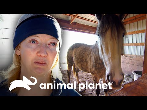 Video: Un veterinario explora los beneficios de la acupuntura para mascotas y ella misma