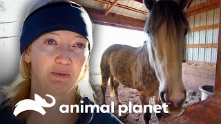 Cuidados especiales en animales de granja | Dr. Jeff, Veterinario | Animal Planet