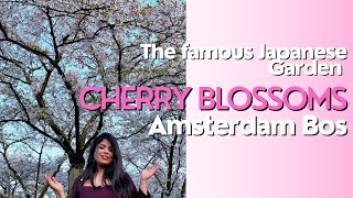 Cherry Blossoms Amsterdam Bos Famous Japanese Garden What It Teaches About Life
