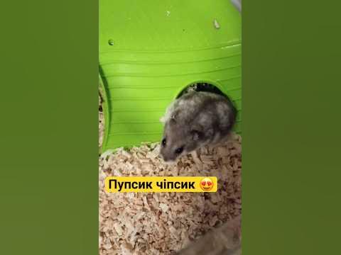 Джунгарський хомяк Чіпсик 🌟⚡ #хомки #хомяк #джунгарскийхомяк #хомячок # ...