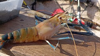 10 UMPAN TERBAIK MEMANCING UDANG GALAH / JENGGO