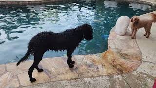 Boba's 2nd day swimming. Here's a nice evening swim.