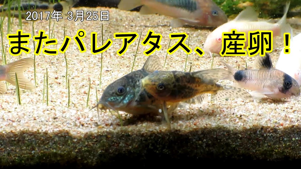 Aquarium 008 18分垂れ流し コリドラスの産卵行動 Youtube