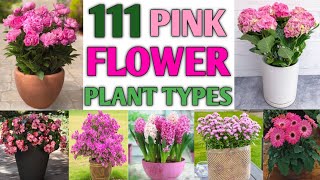 111 Pink Flower Plants | Pink Flower Plant Varieties | Types of Pink Flower | Plant and Planting