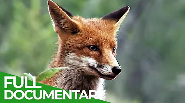 A Fox's Tale: Survival in the Alpine Wild |ย Free Documentary Nature