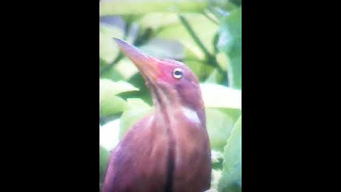 Cò lửa - cò rán 🔥