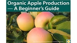Organic Apple Production - A Beginner's Guide 