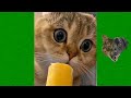 Funny animals 😻 compilation #4 - Best Of The 2020 Funny Animal Videos 😹 - Cutest Animals Ever