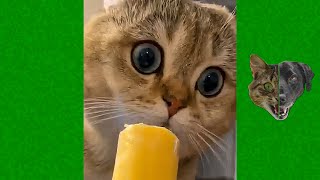 Funny Cats and Dogs Videos 😹 - Funniest Animal Videos 2023 😻 #4