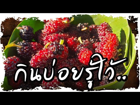 วีดีโอ: การรักษาโรคใบไหม้จากต้นบลูเบอร์รี่: วิธีสังเกตอาการโรคใบไหม้จากต้นบลูเบอร์รี่