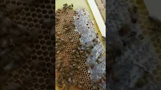 أعمال النحل و النحال في شهر يونيو الشهر السادس لسنة 2023