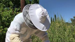 Honey Bee (Awkward) Installation