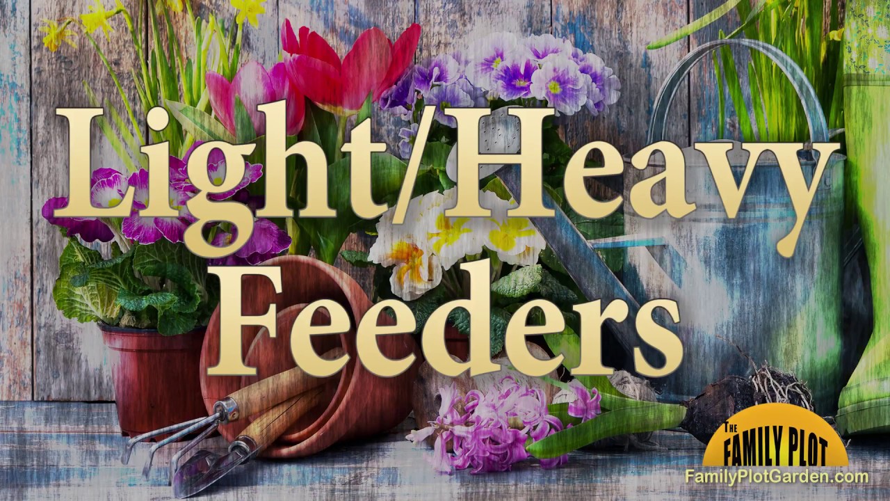 Light/Heavy Feeders Garden Glossary YouTube