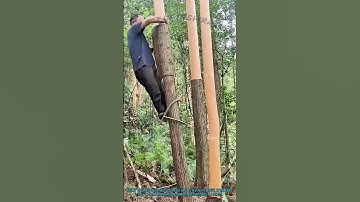 Bark Peeling: Stripping Cedar Tree Bark in Forest